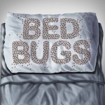 (5 liters) NOPE CP Bed Beetle Killer Spray - Odorless and stain-free treatment, suitable for mattresses, bed frames, carpets, and furniture.